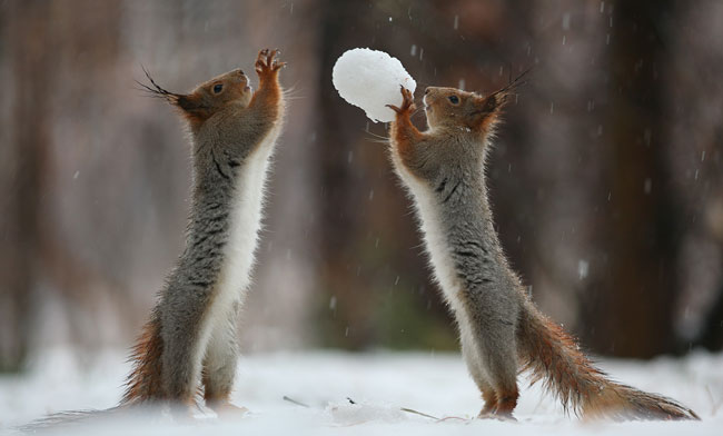 squirrels in snow